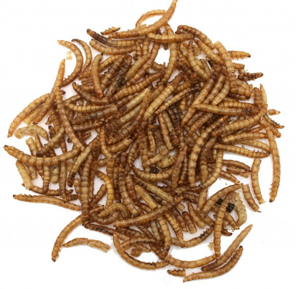 Mehlwürmer von Hugro 30 Gramm