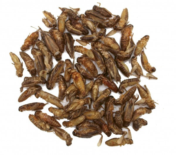 Heimchen ohne Flügel von Hugro