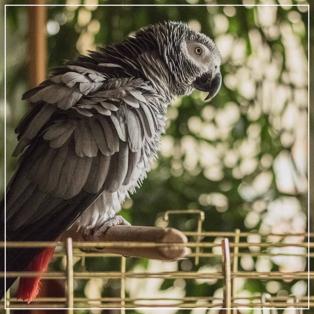 Vögel