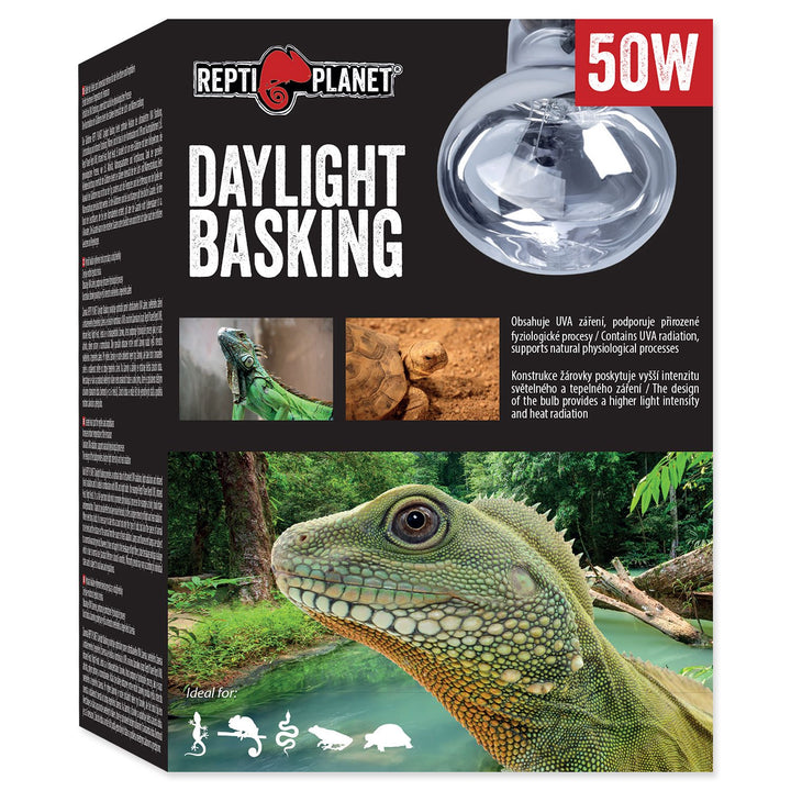 Daylight Basking