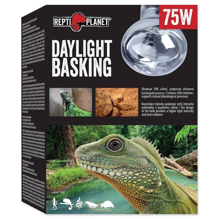 Daylight Basking