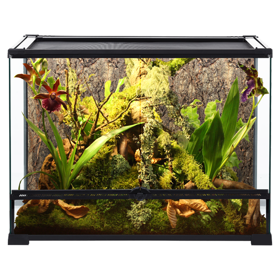 Glas Terrarium