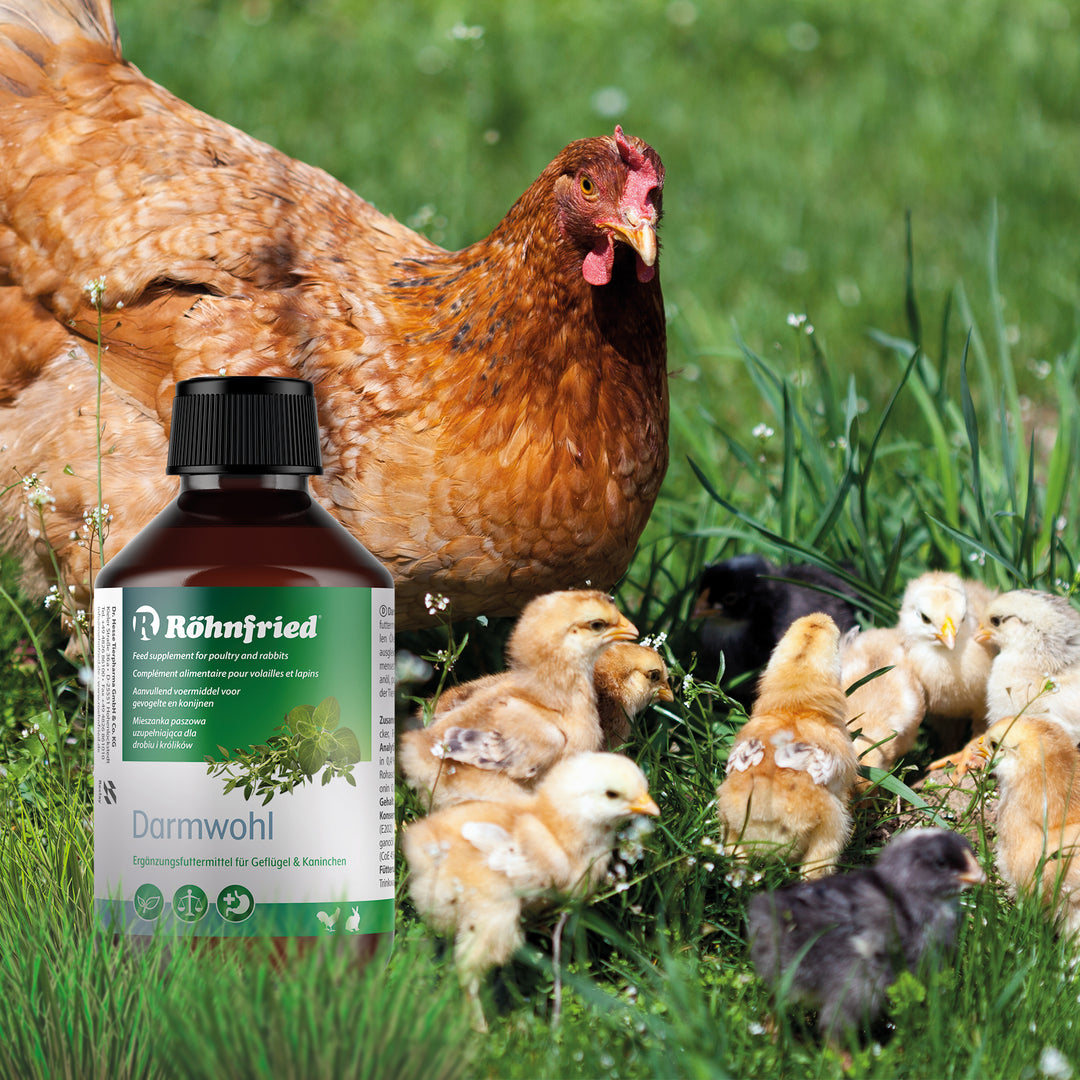 Darmwohl für Geflügel & Kleintier von Röhnfried