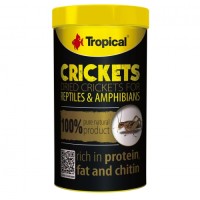 Crickets von Tropical