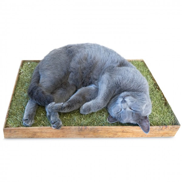JR FARM Relax-Wiese – Natürlicher Ruheplatz für Katzen