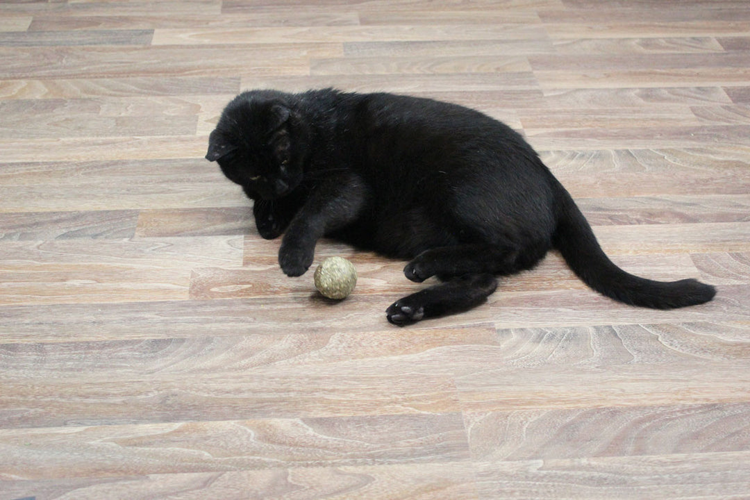 Bavarian Catnip Katzenminze-Kugel von JR FARM