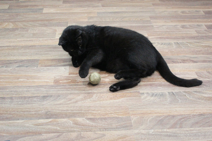 Bavarian Catnip Katzenminze-Kugel von JR FARM