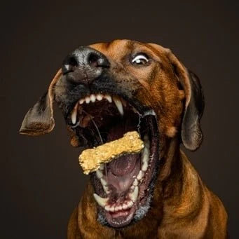 Louies Leberwurstis von Baltic Biscuits
