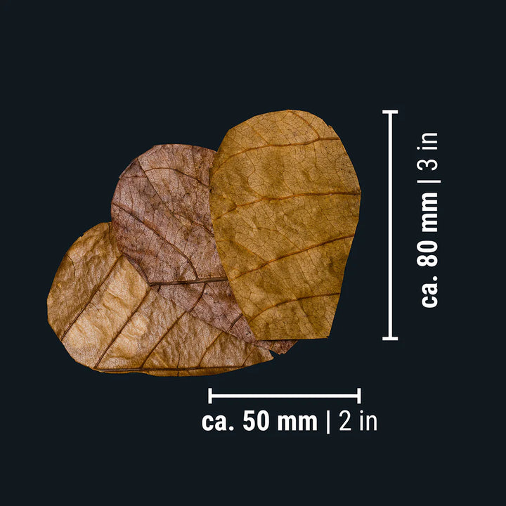 Catappa Leaves