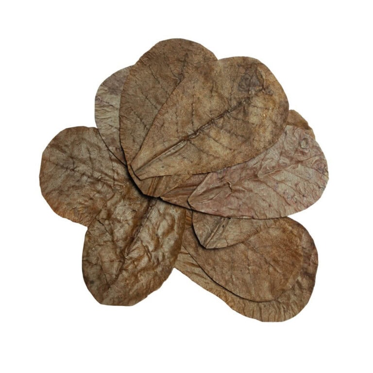 Catappa Leaves