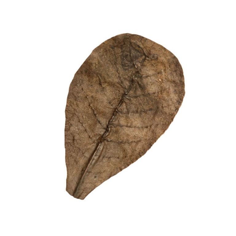 Catappa Leaves
