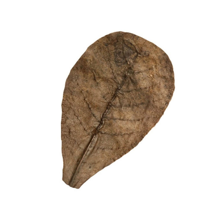 Catappa Leaves