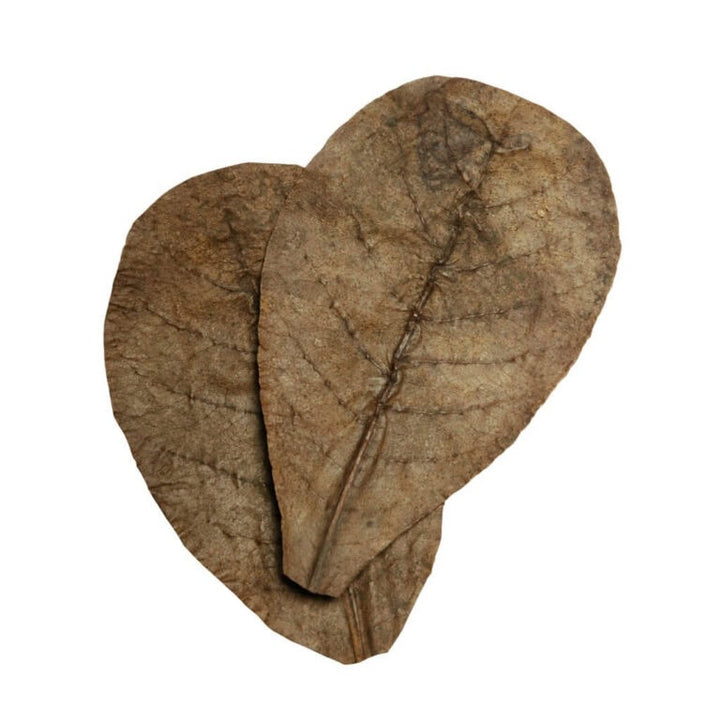Catappa Leaves