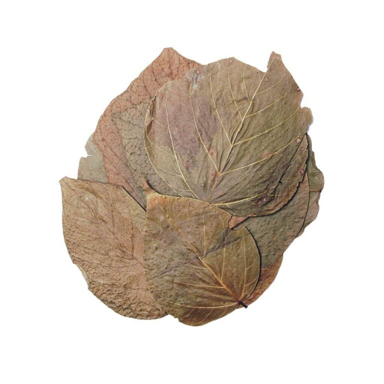 Dadap Leaves