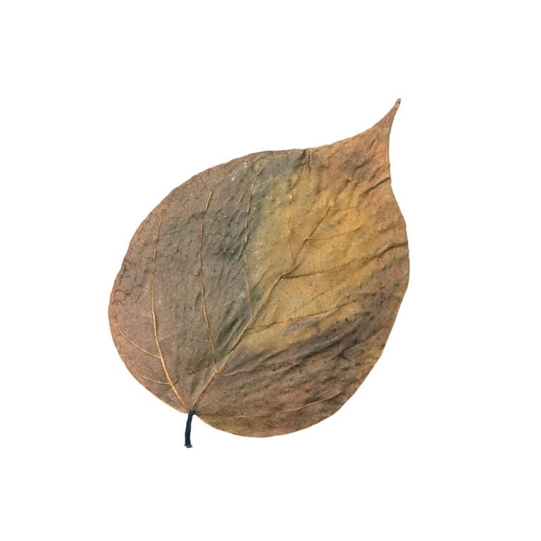 Dadap Leaves