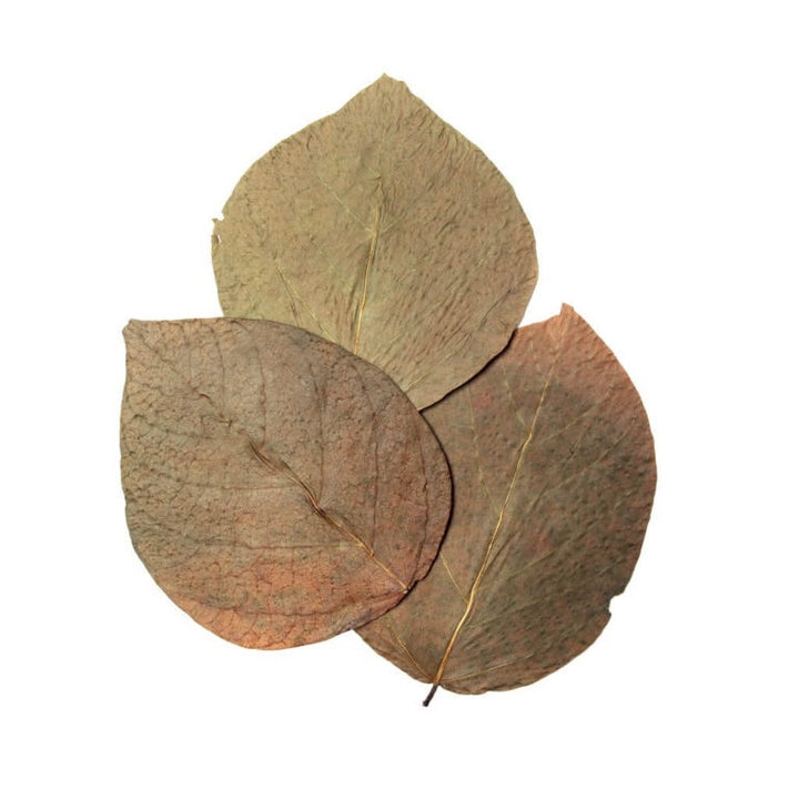 Dadap Leaves