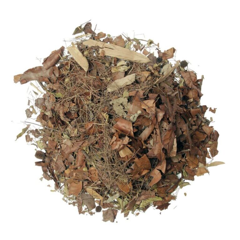 Leaf Litter Forest Floor