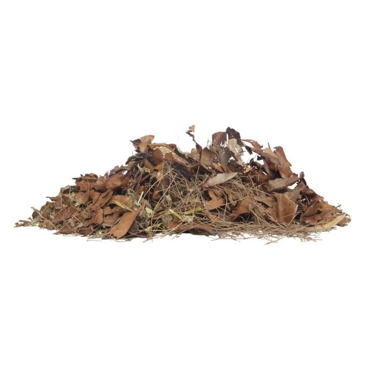 Leaf Litter Forest Floor