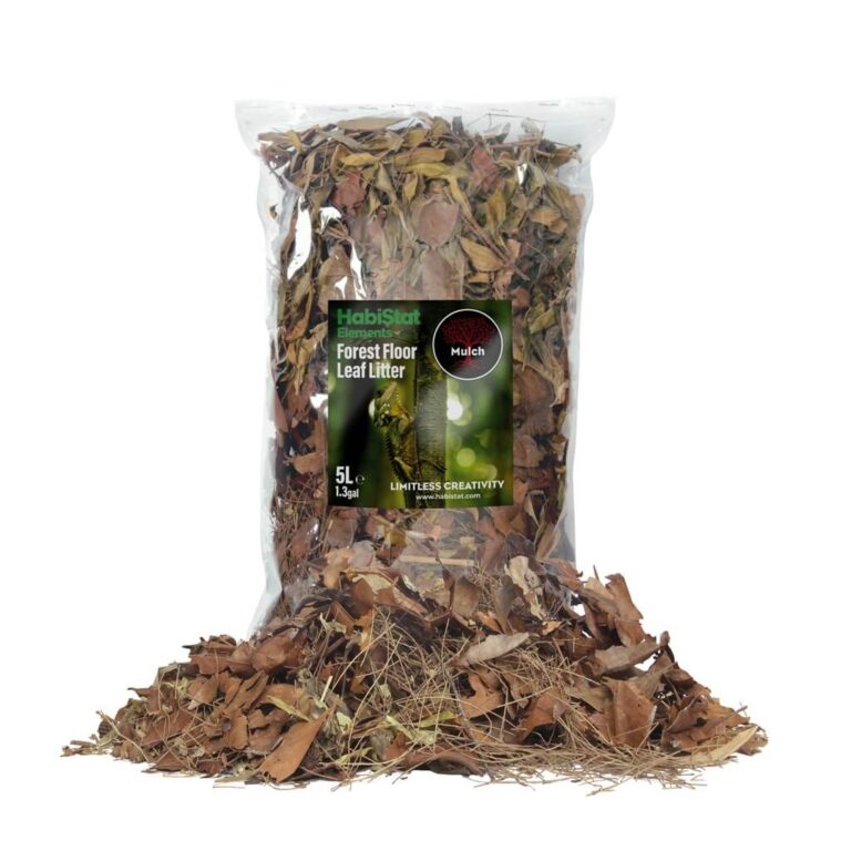 Leaf Litter Forest Floor