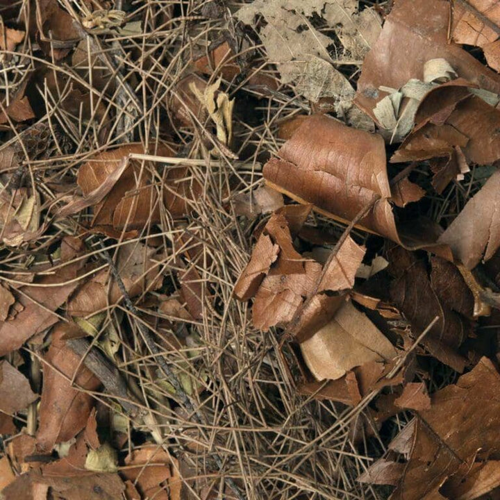 Leaf Litter Forest Floor