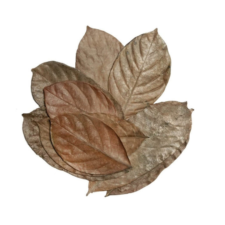 Jackfruit Leaves