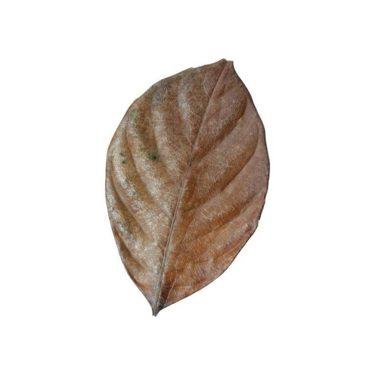 Jackfruit Leaves