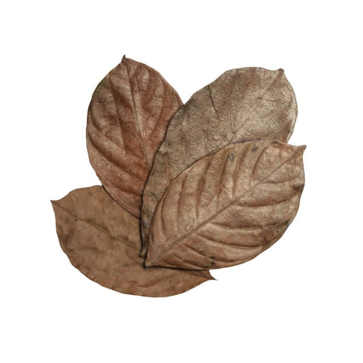 Jackfruit Leaves