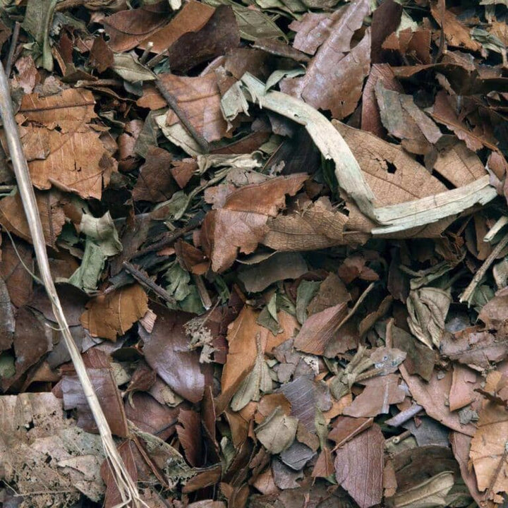 Leaf Litter Mixed