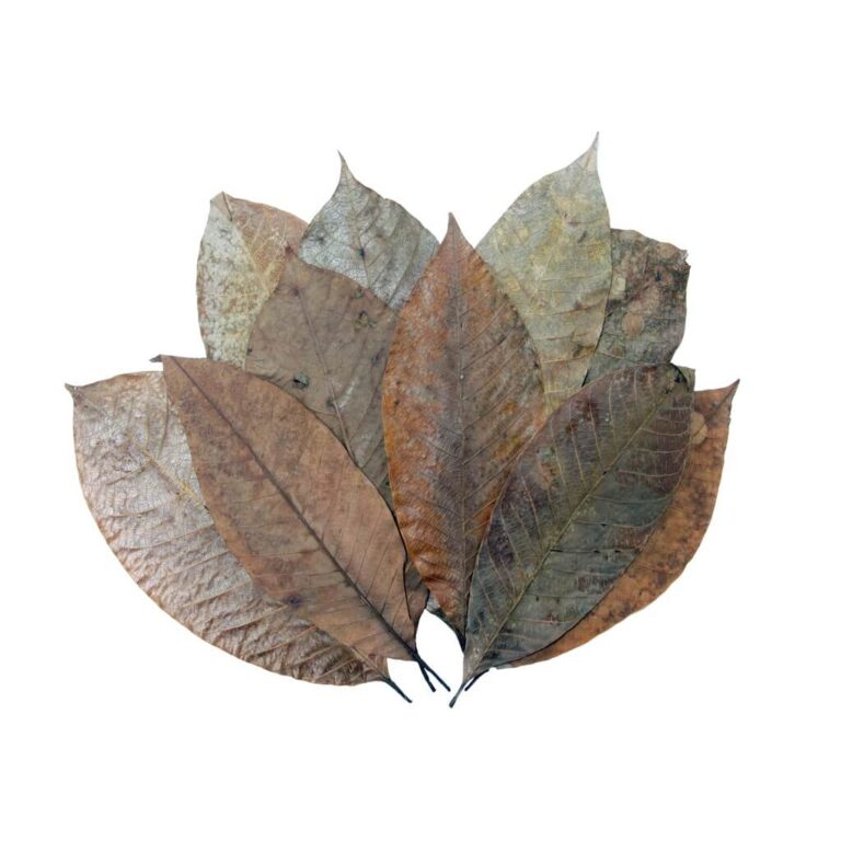 Rubber Leaves