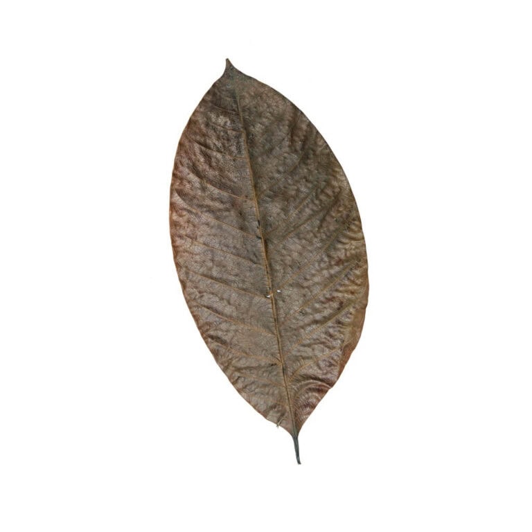 Rubber Leaves
