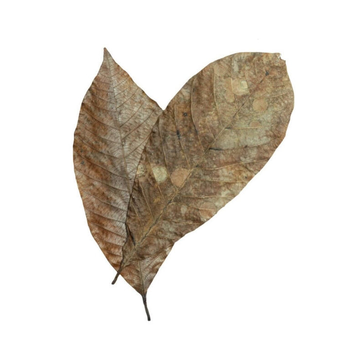 Rubber Leaves
