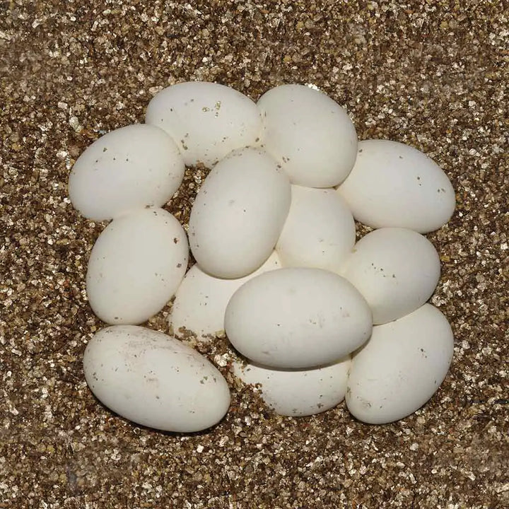 Vermiculite