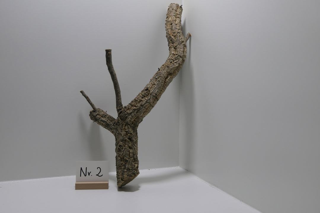 Natürlicher Kletterast aus Kork, 67 cm lang, 1,2 kg – Vogelzubehör.