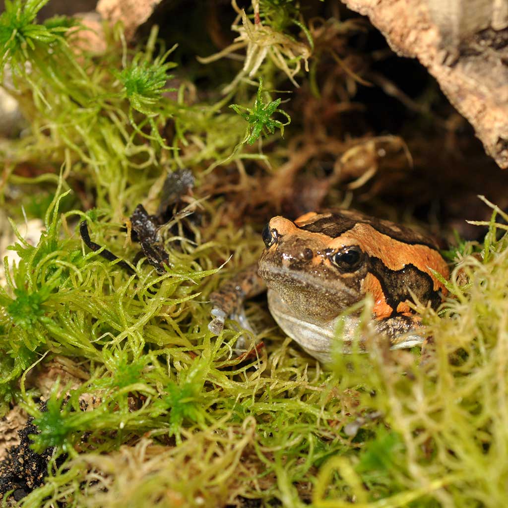 Sphagnum Moos