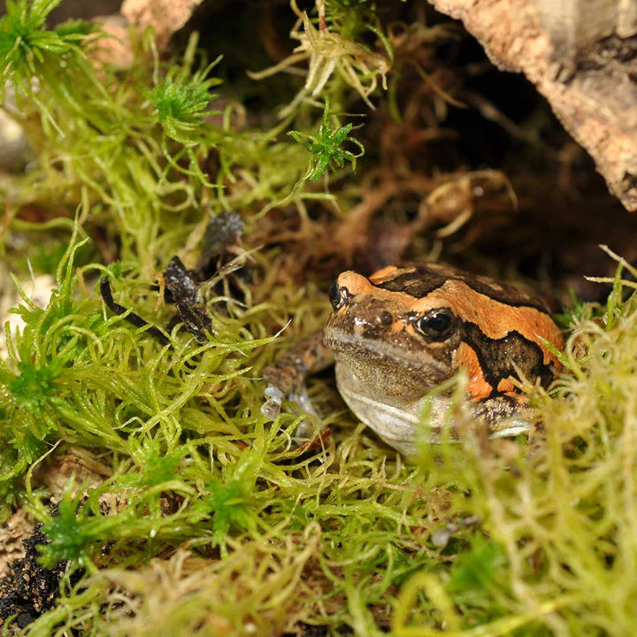 Sphagnum Moos