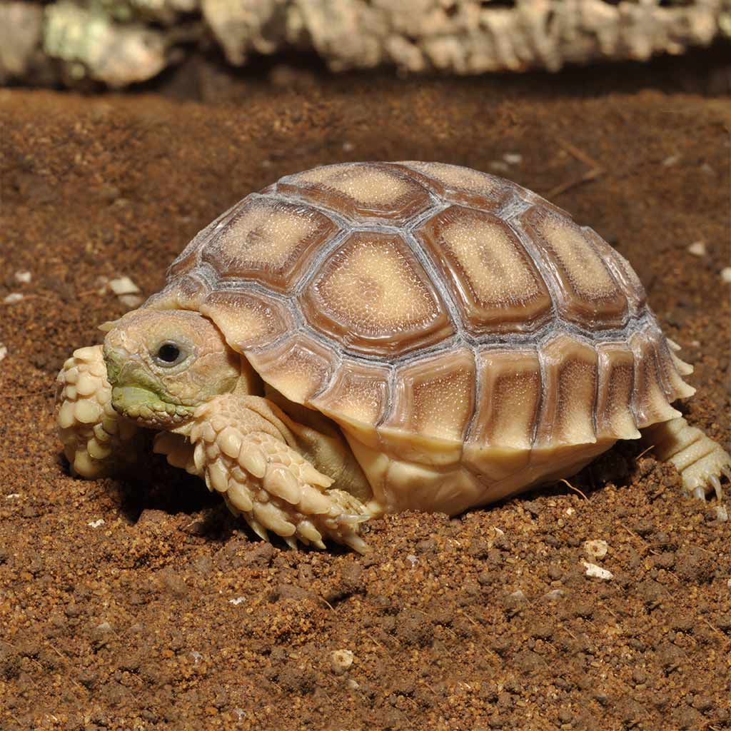 Tortoise Bedding Substrat