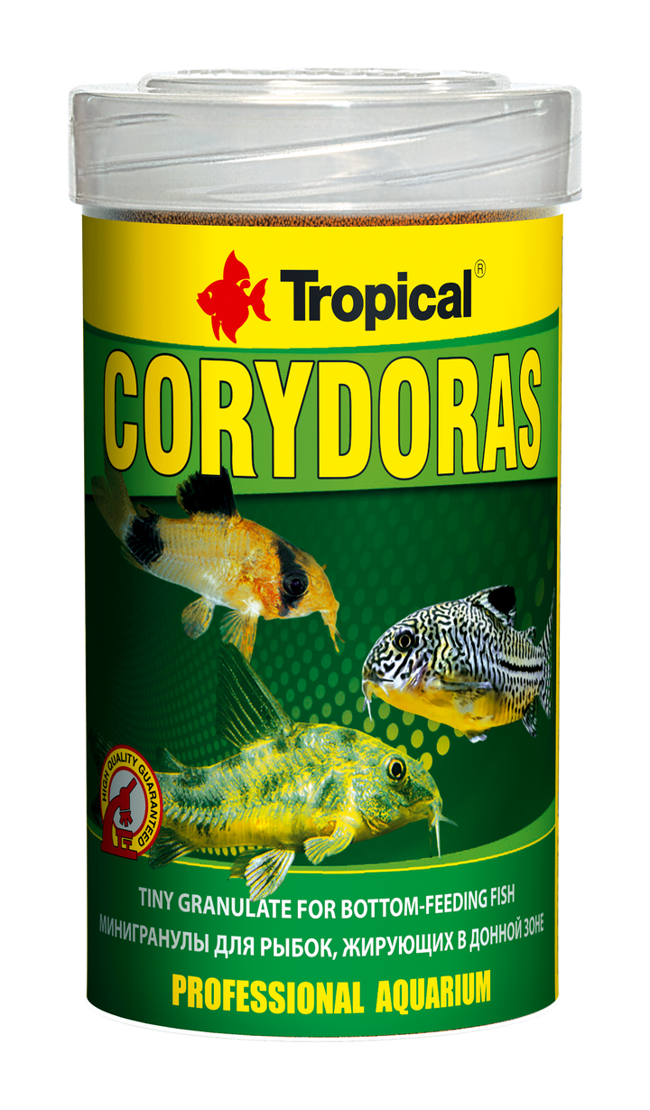 Corydoras