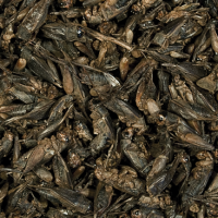 Crickets von Tropical