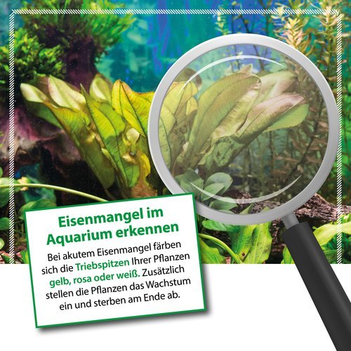 Plants FE