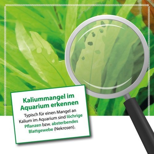Plants K