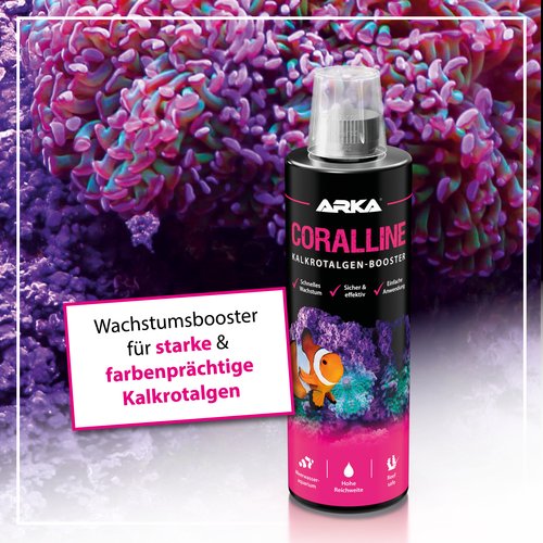 CORALLINE - Kalkrotalgen+