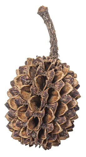 mySCAPE-Casuarina Cones
