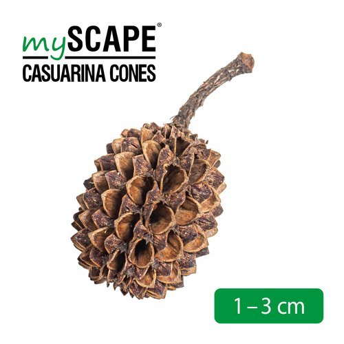 mySCAPE-Casuarina Cones