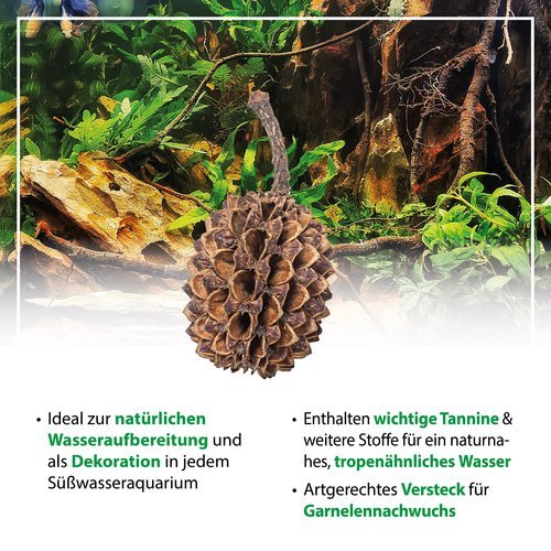 mySCAPE-Casuarina Cones