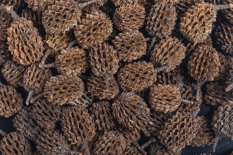 mySCAPE-Casuarina Cones