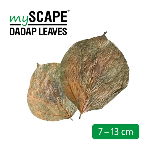 mySCAPE-Dadap Leaves