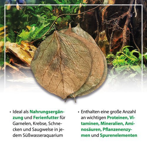 mySCAPE-Dadap Leaves