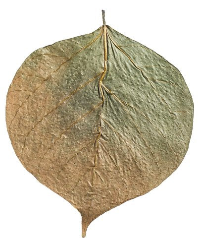 mySCAPE-Dadap Leaves