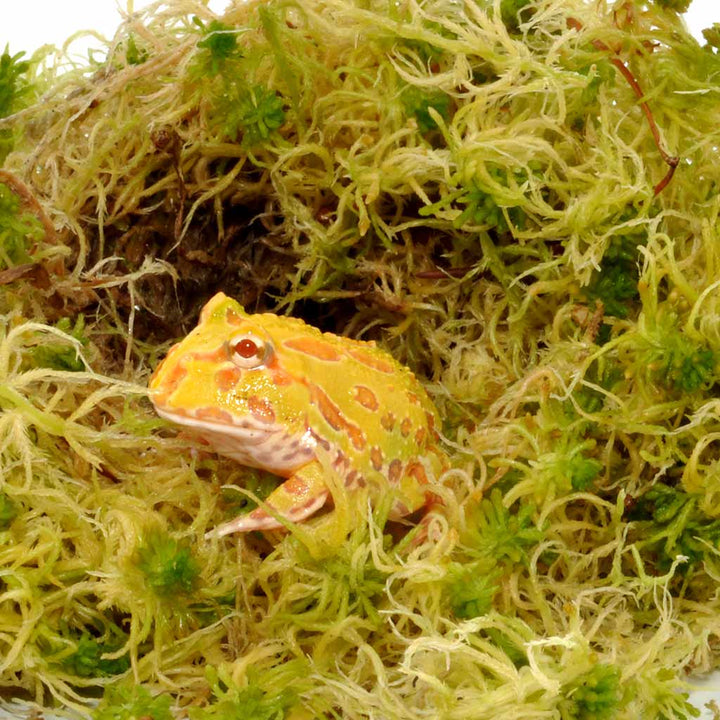 Sphagnum Moos