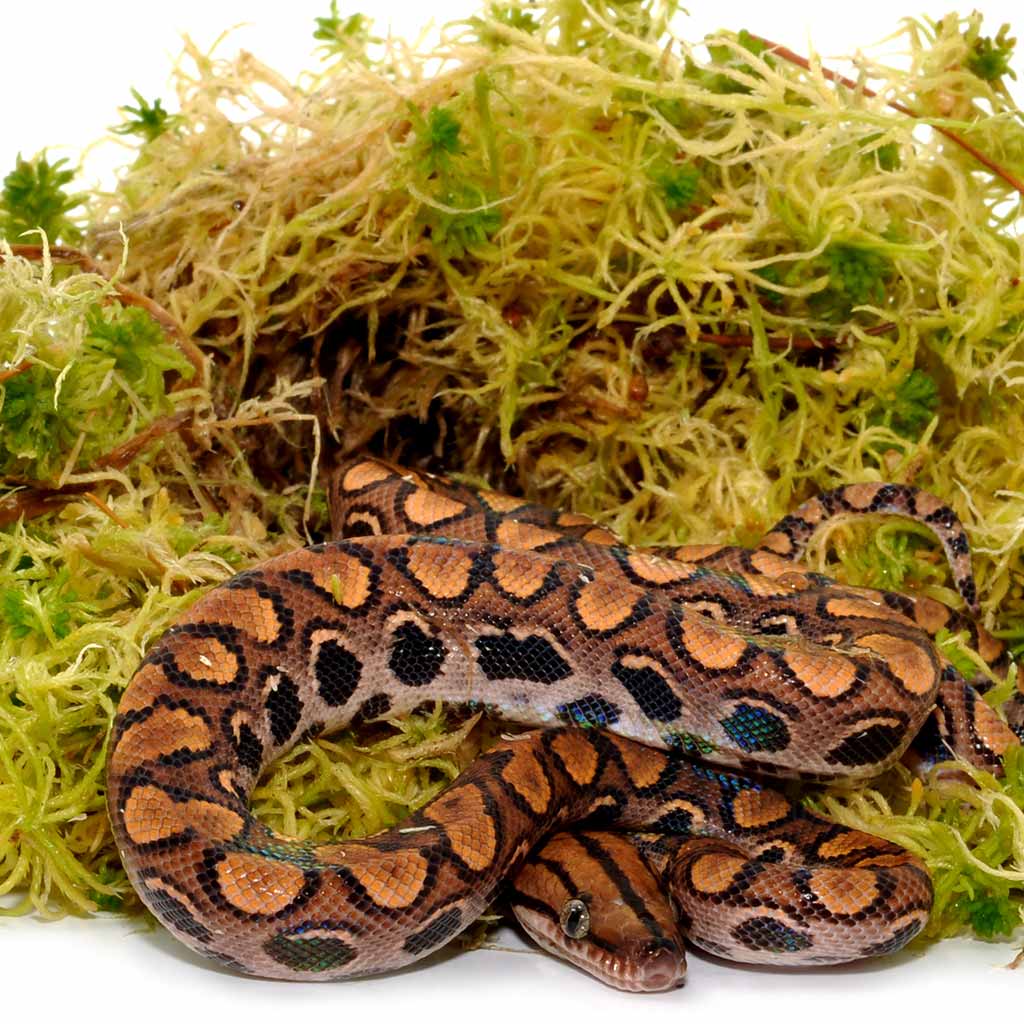 Sphagnum Moos